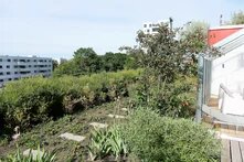 Dachgarten in München